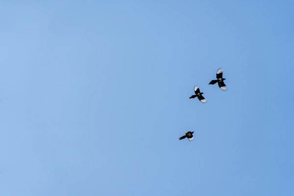 Explorez les étonnants bienfaits du brocoli pour équilibrer vos hormones et améliorer votre santé